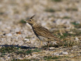 Galerida cristata - Copasti skrjanec - Crested lark