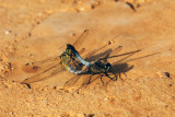 Temni modrač - Orthetrum albistylum