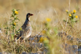 Alectoris graeca - Kotorna - Rock partridge