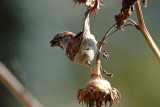 Passer domesticus - Domaci vrabec - House sparrow