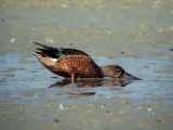 Anas clypeata - Raca liarica - Shoveler