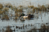 Anas clypeata - Raca liarica - Shoveler