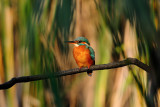 Alcedo atthis - Vodomec - Kingfisher