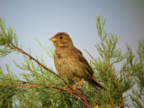 Miliaria calandra - Veliki strnad - Corn bunting