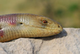 Ophisaurus apodus - oltoplaz - Blavor - European glass lizard