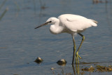 Egretta garzetta - Mala bela caplja - Little egret