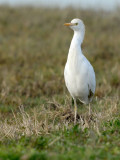 Bubulcus ibis - Kravja caplja - Cattle egret