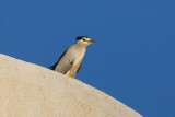 Nycticorax nycticorax - Kvaka - Night heron