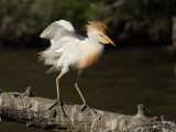 Bubulcus ibis - Kravja caplja - Cattle egret