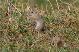 Spermophilus citellus - Evropska Tekunica - European Ground Squirrel