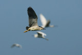 Nycticorax nycticorax - Kvaka - Night heron