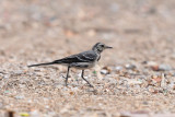 Motacilla alba - Bela pastirica - Pied wagtail