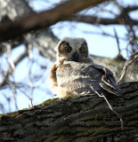 Great Horned Owl baby 2 IMG_6701.jpg