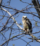 Great Horned Owl baby 2 IMG_6725.jpg