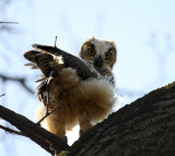 Great Horned Owl baby 3 IMG_6704.jpg