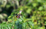 Ruby-throat Hummingbird IMG_4380.jpg
