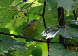 Magnolia Warbler IMG_5746.jpg