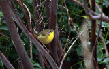 Common Yellow-throat IMG_5937.jpg