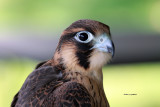 Barbary Falcon IMG_8026.jpg