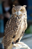 Pharaoh Eagle Owl IMG_7987.jpg