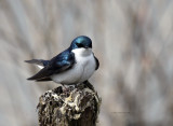 Tree Swallow IMG_3179.jpg