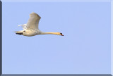 Mute Swan In Flight