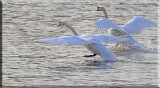 Mute Swans Ready For Takeoff