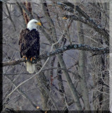 A Mature Bald Eagle Perches In A Tree On An Island