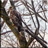 An Immature Bald Eagle Doing The Same As Its Elders