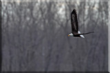 Gliding Over The Water Searching For Its Next Meal