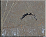 An Immature Bald Eagle Searching For Its Meal Also