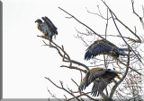 The Eagles Seek A New Location