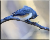 A Tufted Titmouse (Baeolophus bicolor) Preening
