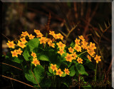 Marsh Marigolds a.k.a. Cow Slips (Cattha palstris)