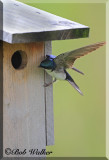 Tree Swallows Pose Constant Threat To Young Blue Birds Birdhouse
