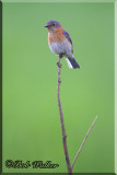 A Bluebird Keeps Watch Over Its Young