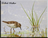 A Least Sandpiper Foraging