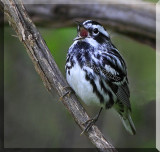 Black And White Warbler Enjoying Its Self