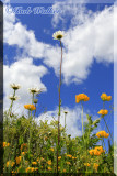 Miscellaneous Wildflowers 