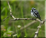 Black And White Warbler In Its Environment