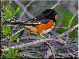 Eastern Towhee (Pipilo erythrophthalmus)