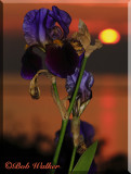 Iris At Sunset On The Shore Of Lake Ontario
