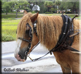 A Beaufort Carriage Horse