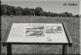 The Bloody Wheatfield