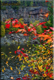 Red Leaves Along The Rock Lake Road