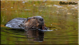 Leave It To Beaver I Call This One 