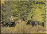 When Two Bulls Moose Meet During The Rut