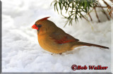 A Female Cardinal Scavenging For Food