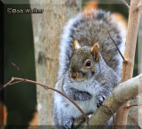 The Grey Squirrel Is An Opportunist 