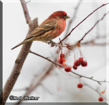 House Finch On A Neighbors Berry Bush